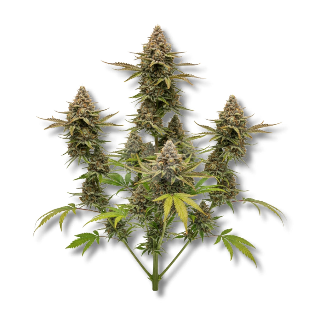 Bud showcase 2