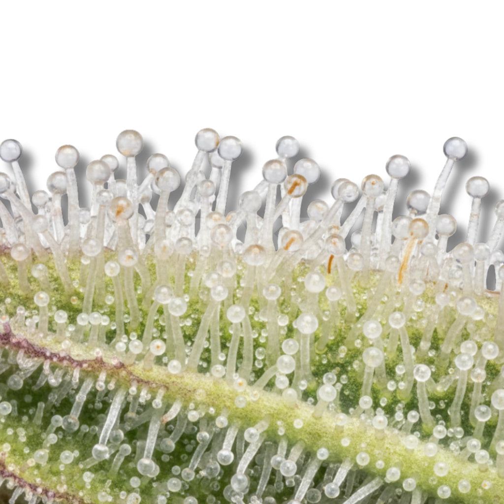 Bud showcase 1