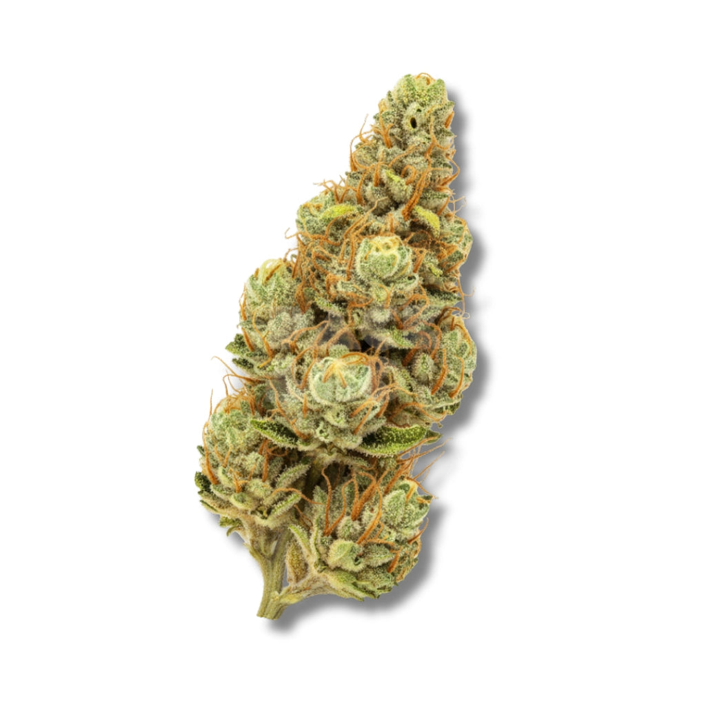 Bud showcase 4
