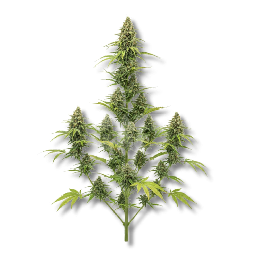 Bud showcase 3