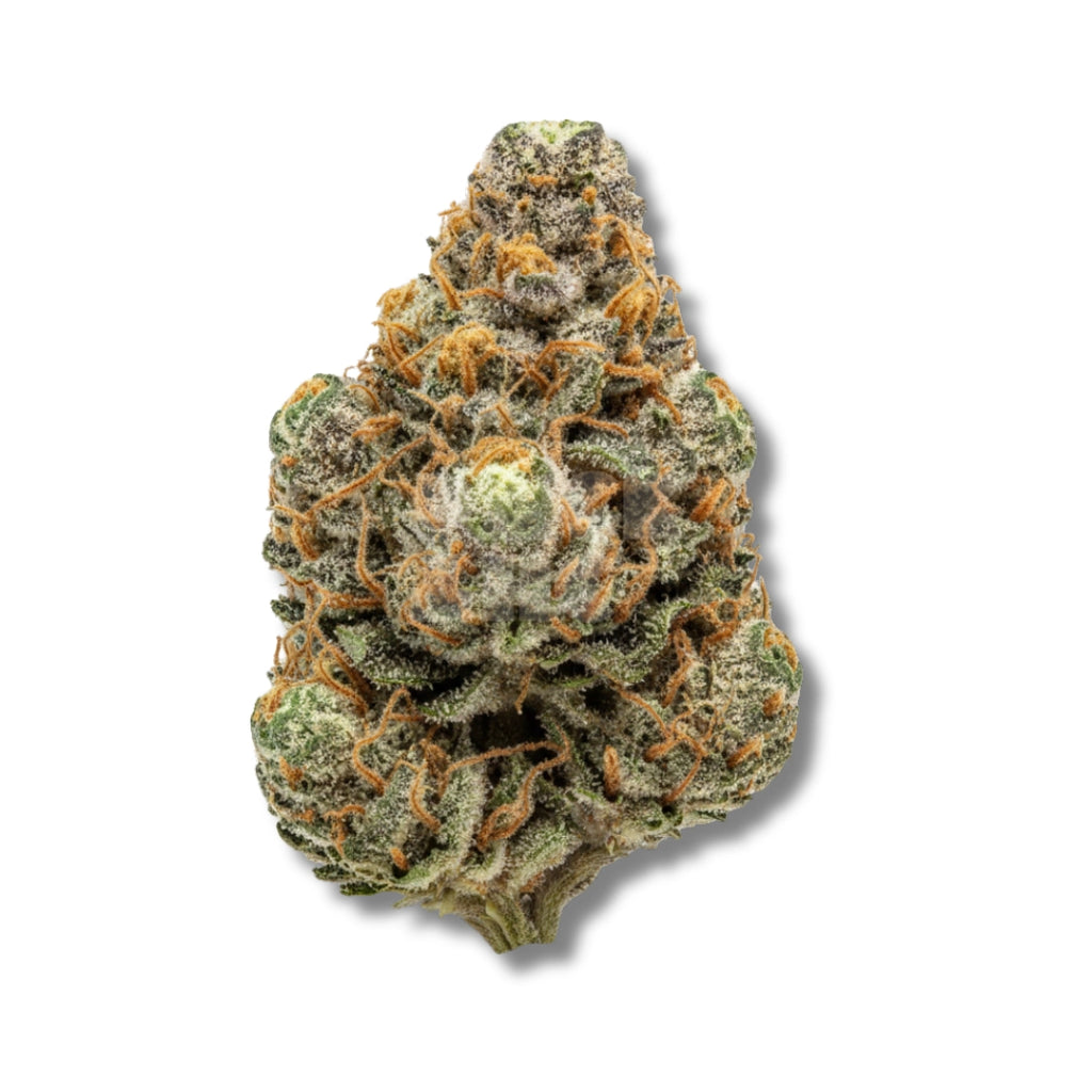 Bud showcase 1