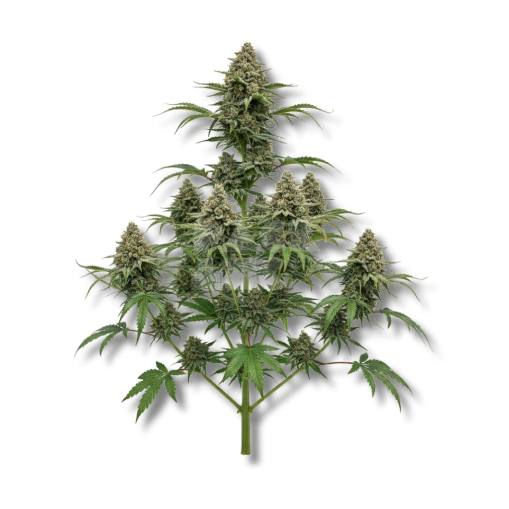 Bud showcase 2