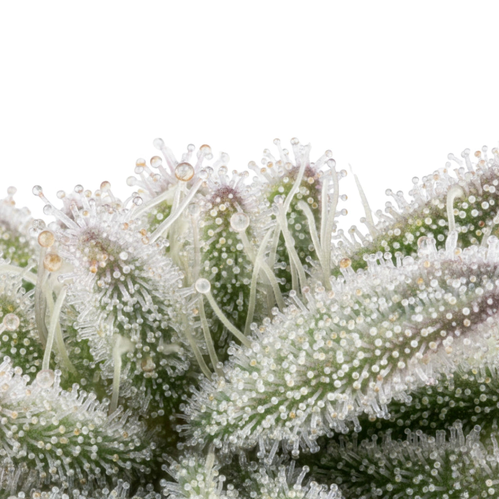 Bud showcase 3