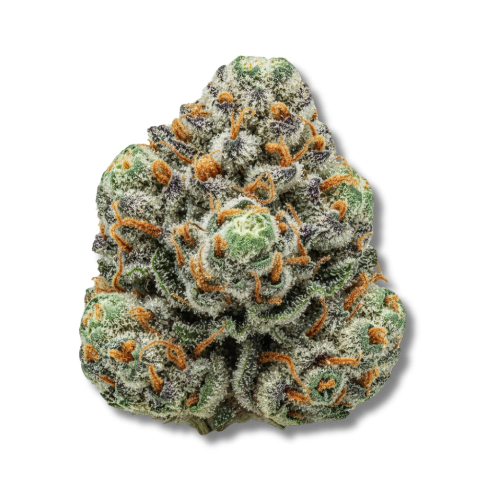 Bud showcase 2