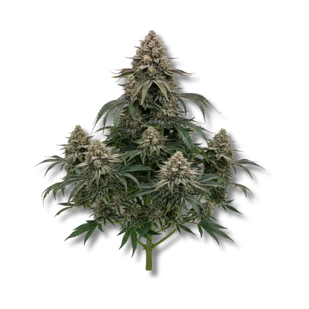 Bud showcase 3