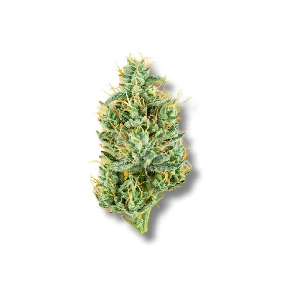 Bud showcase 4