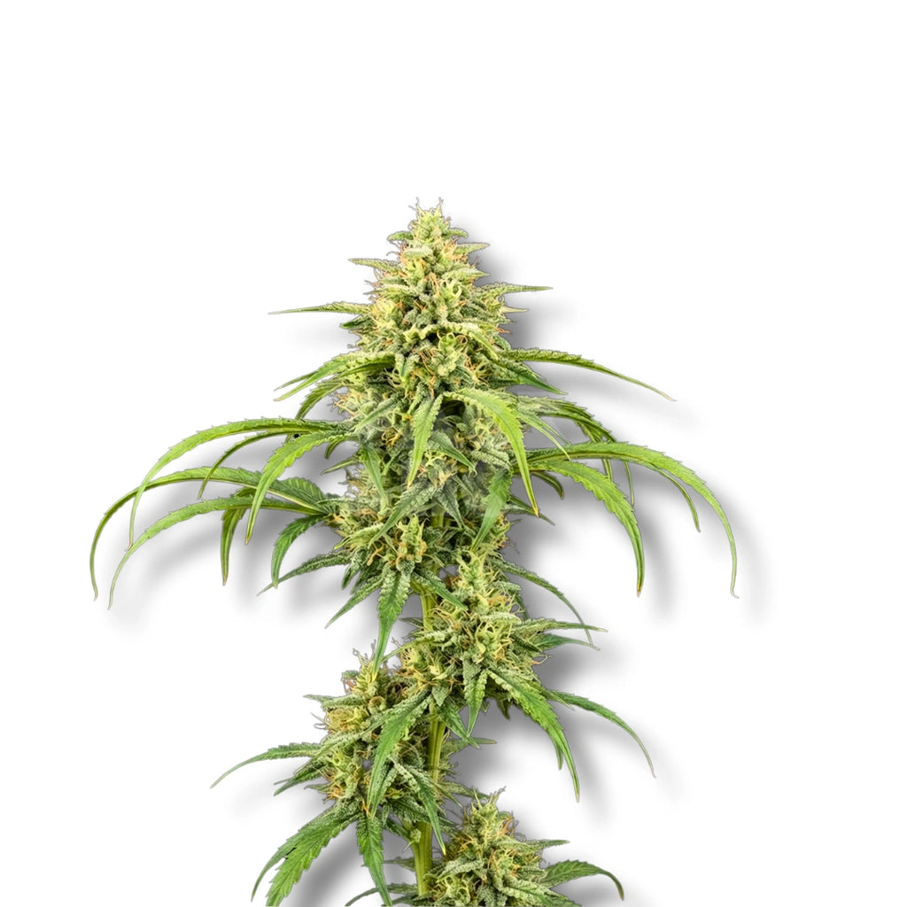 Bud showcase 1