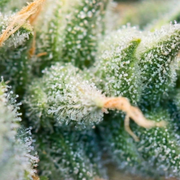 Strain Blue Dream