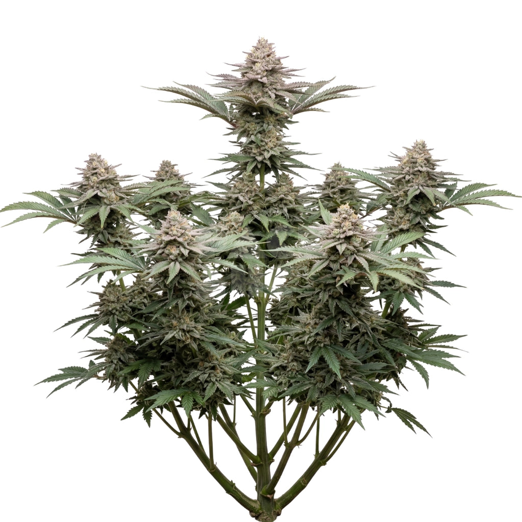 Bud showcase 4