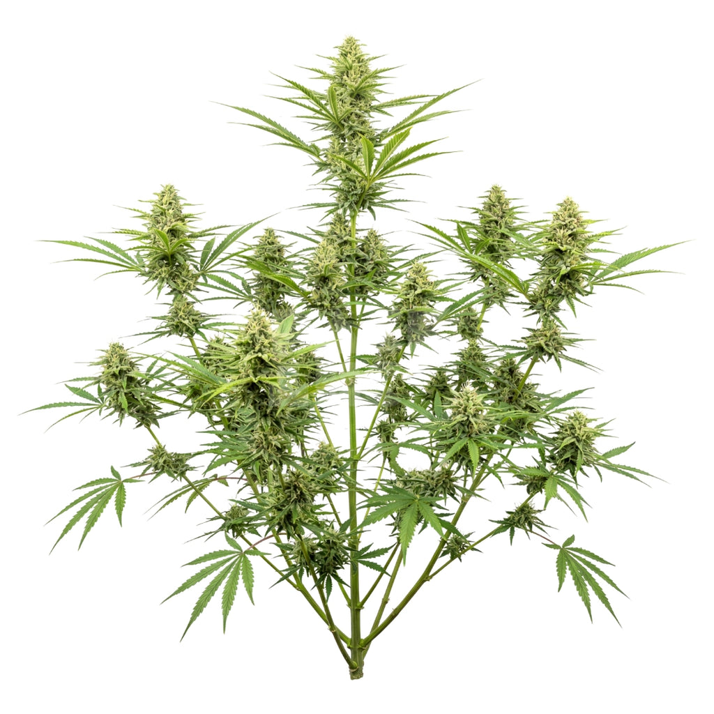 Bud showcase 2
