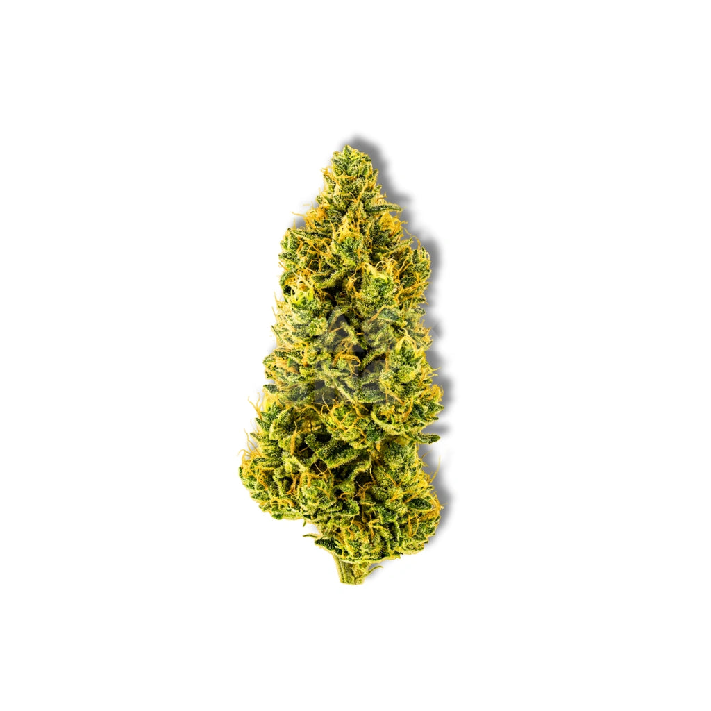 Bud showcase 4
