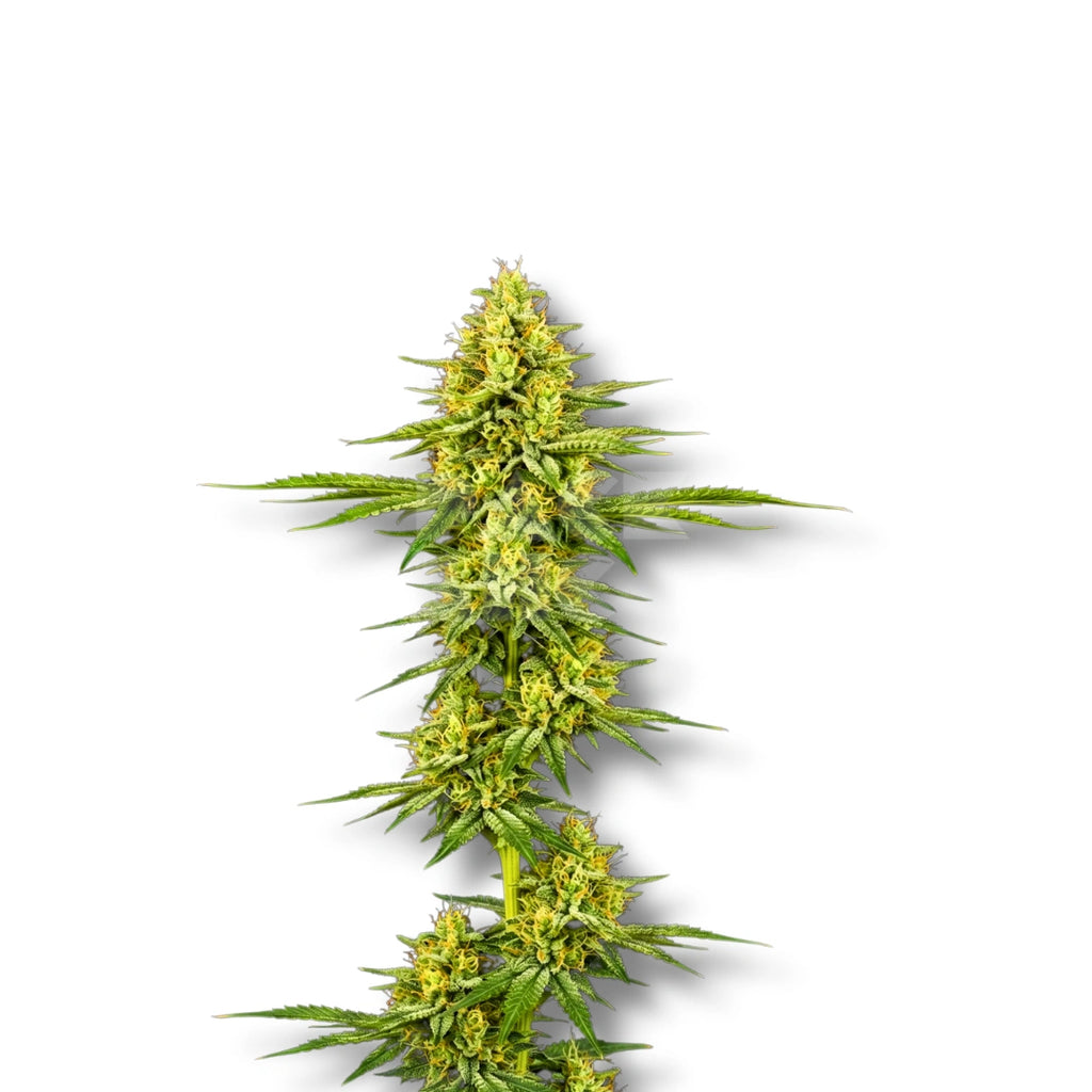 Bud showcase 2