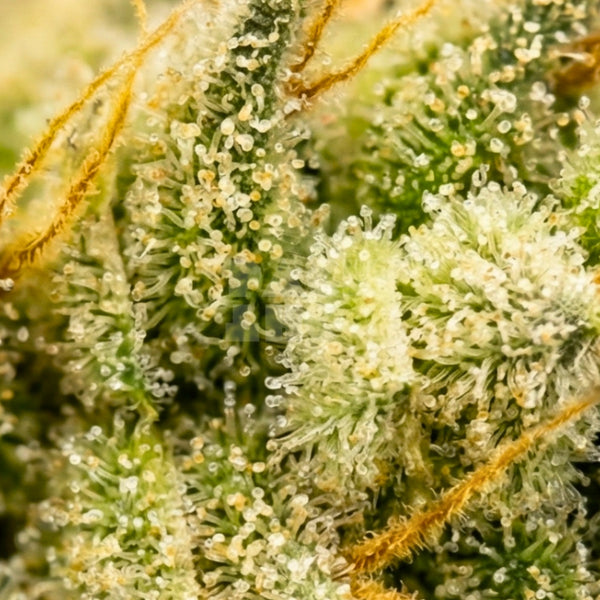 Strain Chocolate Thai