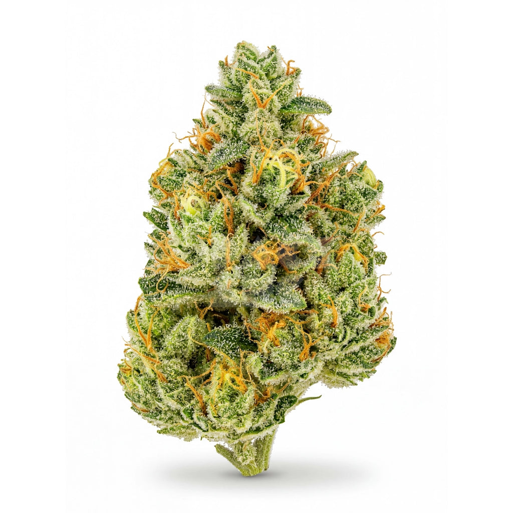 Bud showcase 3