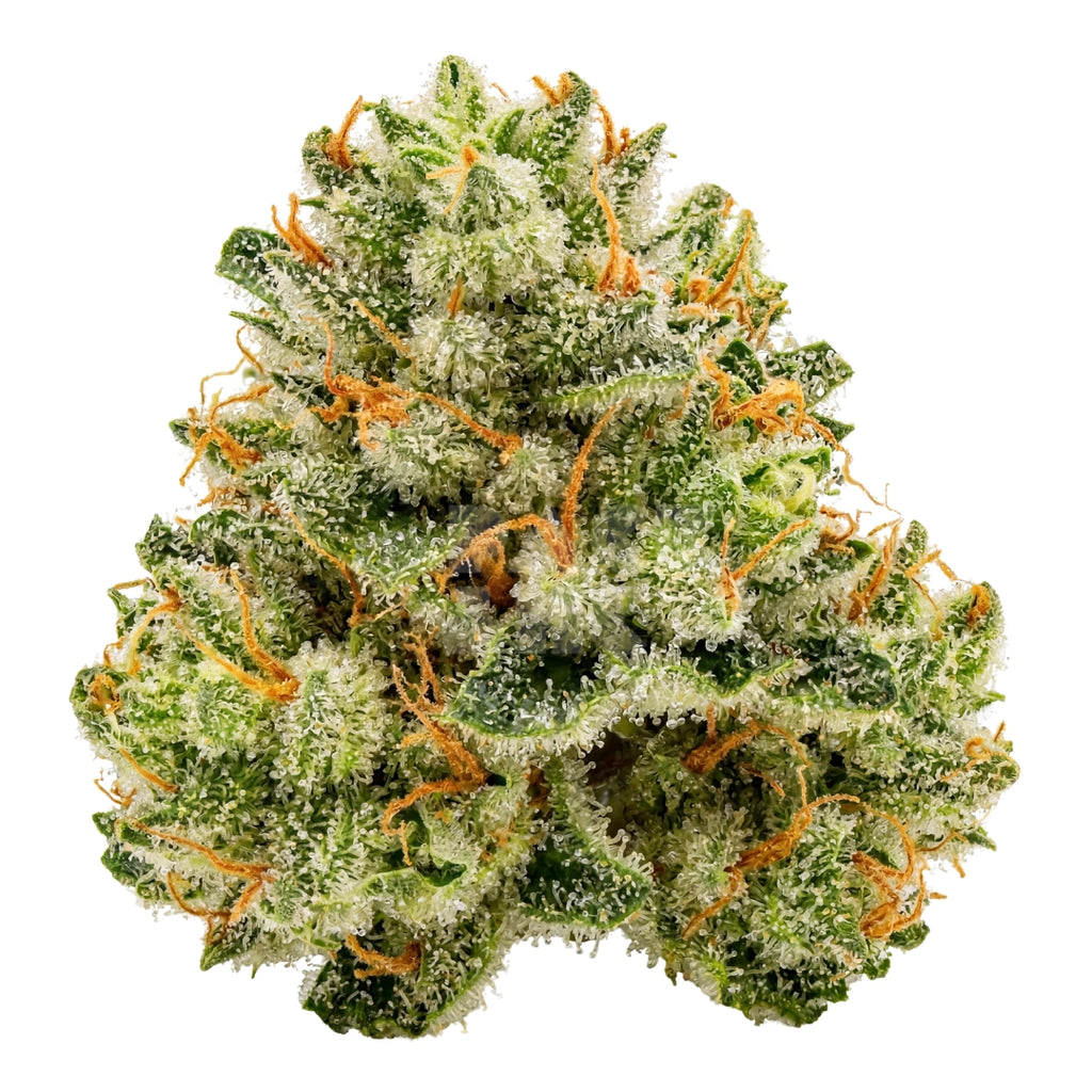 Bud showcase 4
