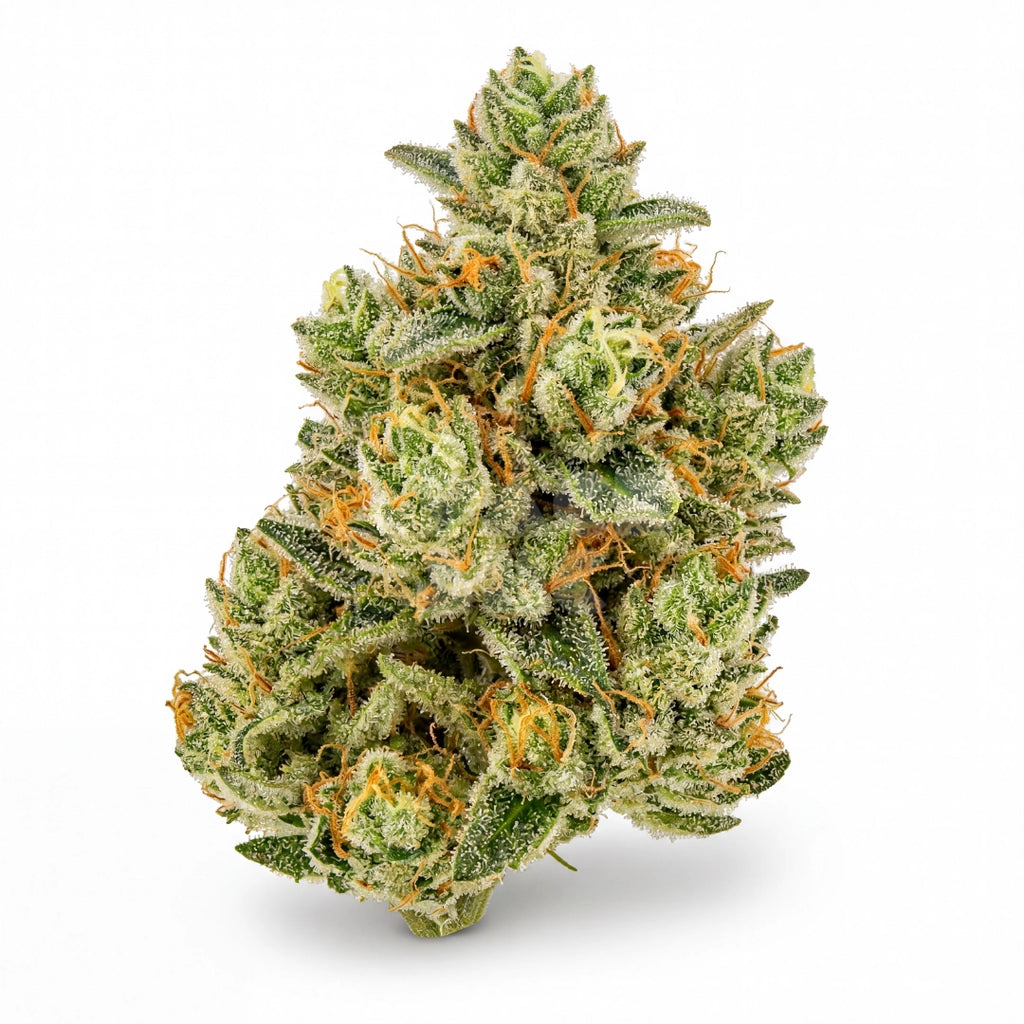 Bud showcase 4