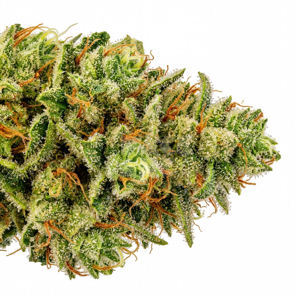 Colombian Jack