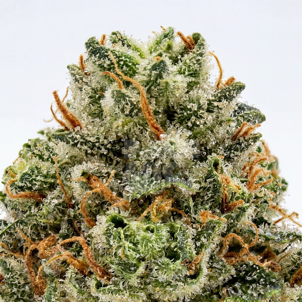 Critical Kush