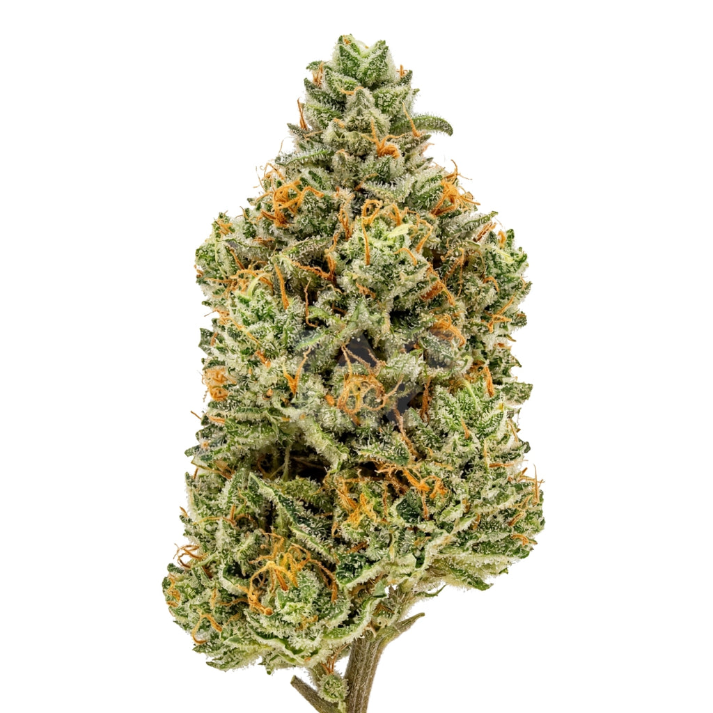 Bud showcase 3