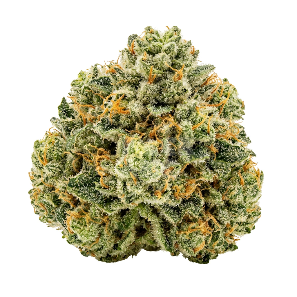 Bud showcase 1