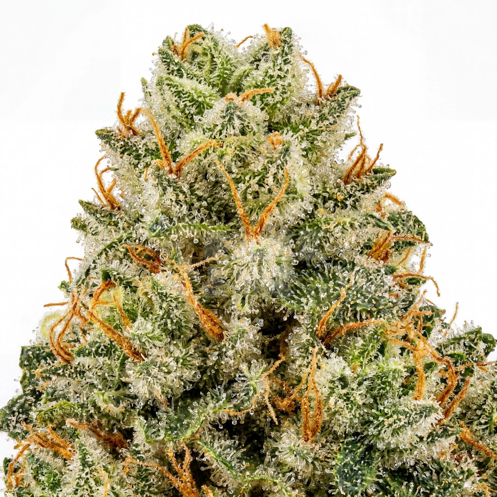 Critical Mass x Cheese Candy (fem)