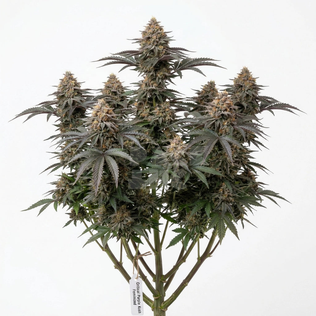 Bud showcase 1