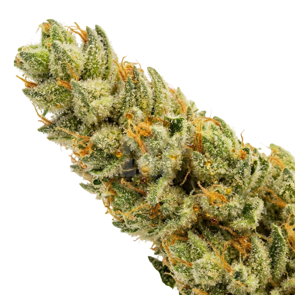 Critical x Amnesia (fem)