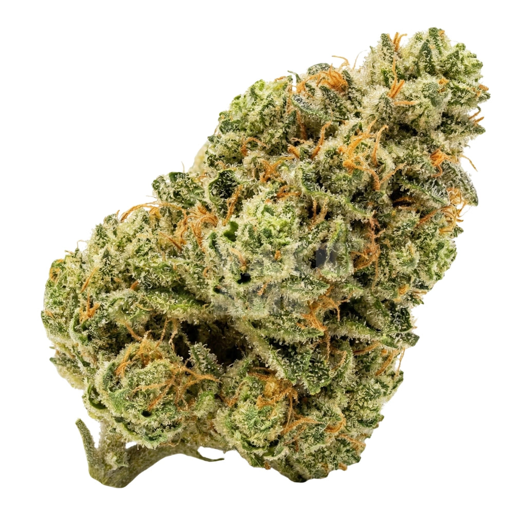 Bud showcase 3