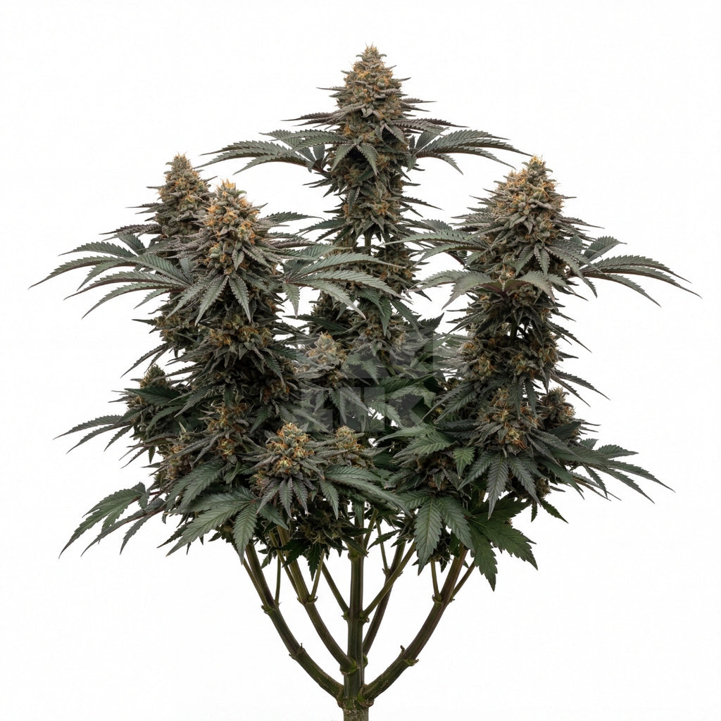 Bud showcase 1