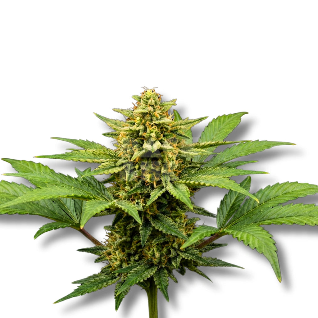 Bud showcase 1