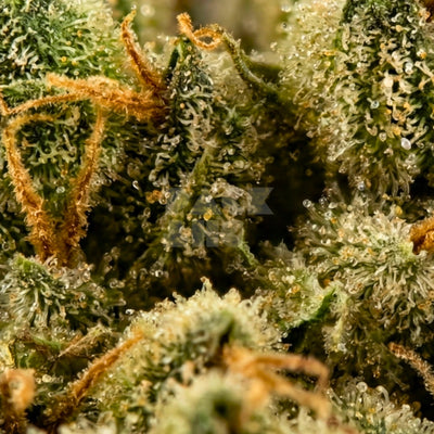 Strain Do-Si-Dos