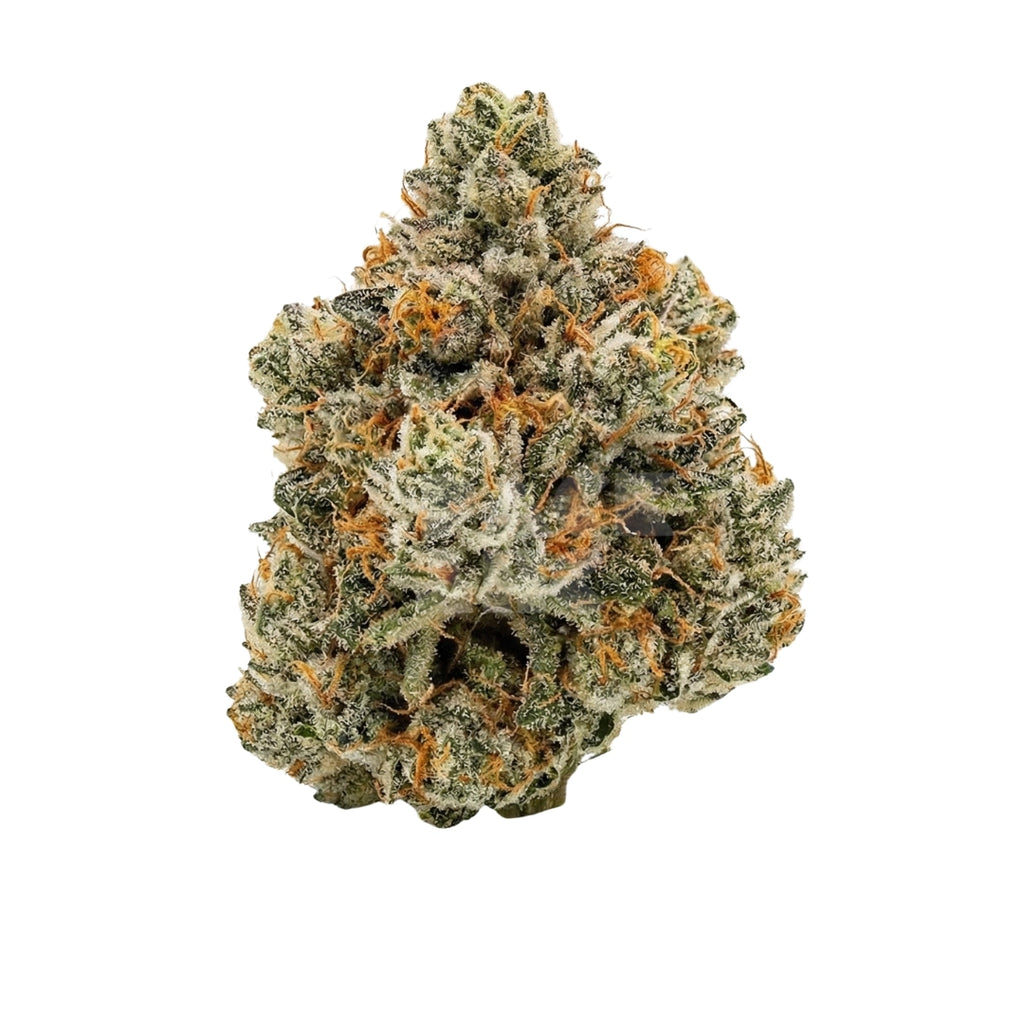 Bud showcase 1