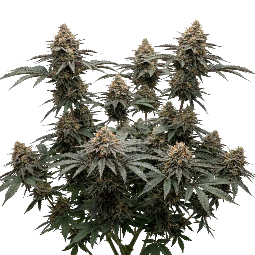 Bud showcase 1