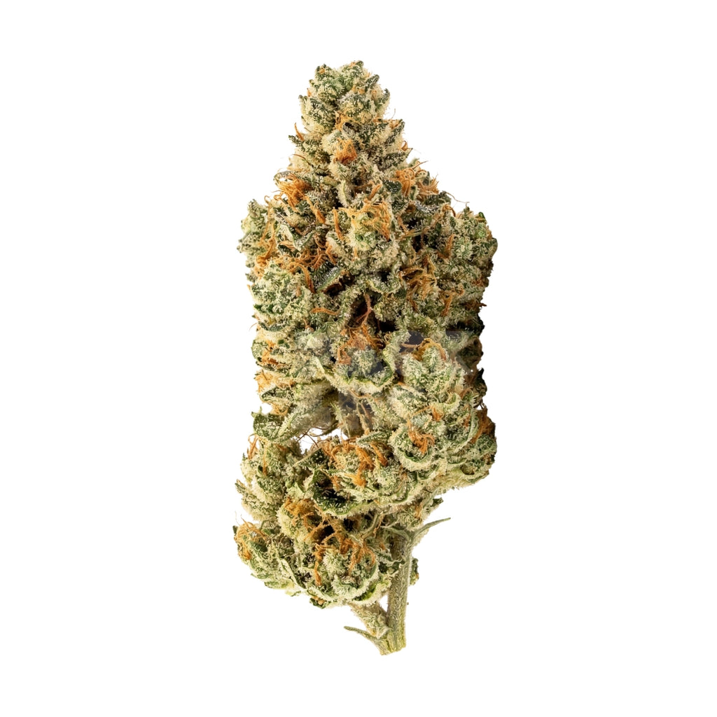 Bud showcase 3