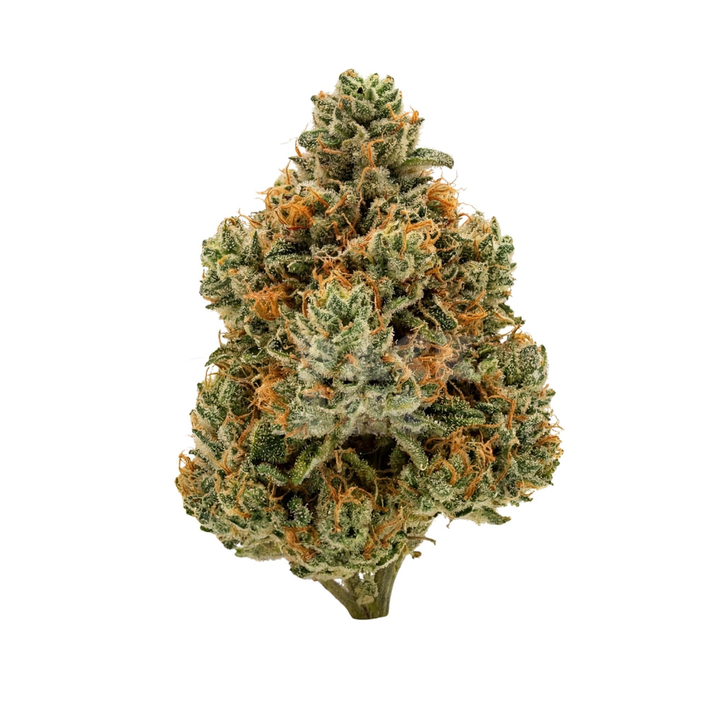 Bud showcase 4