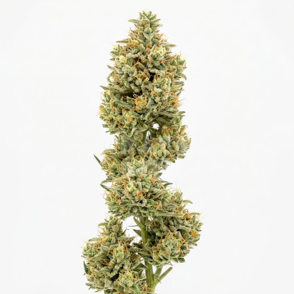 Bud showcase 2