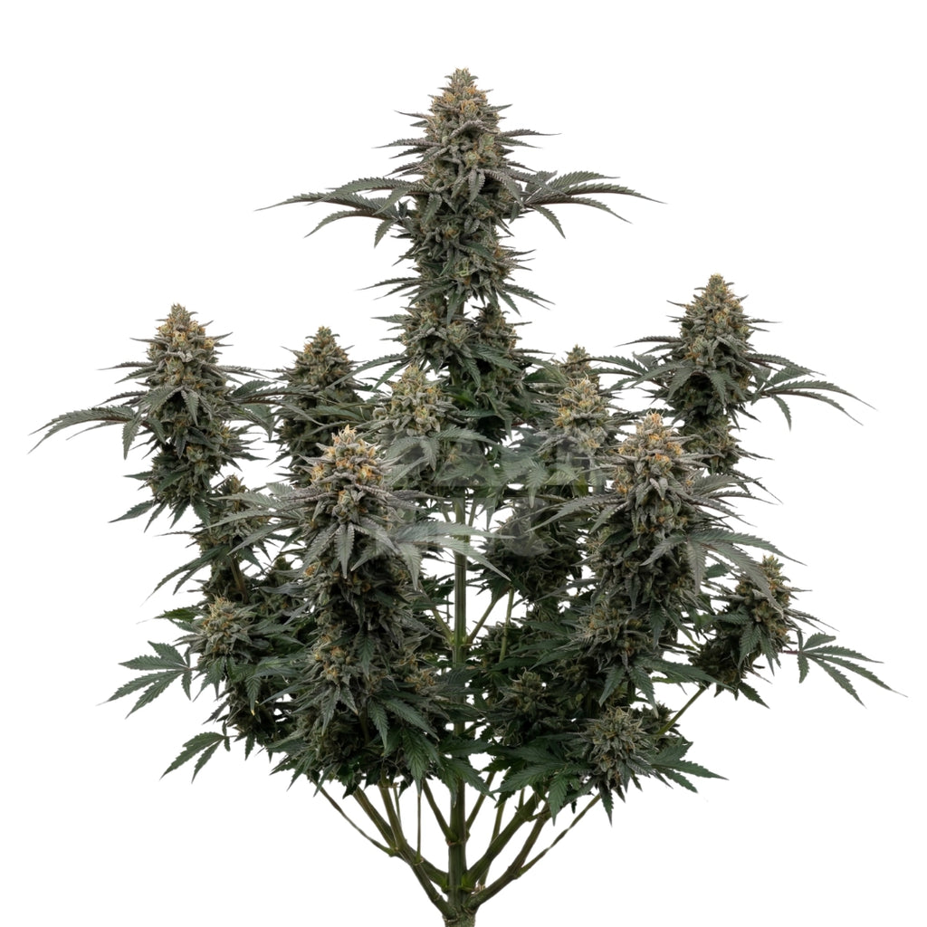 Bud showcase 4
