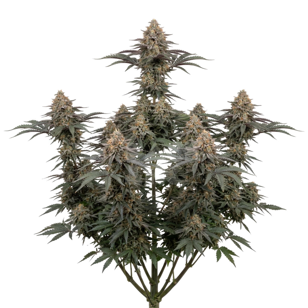 Bud showcase 4