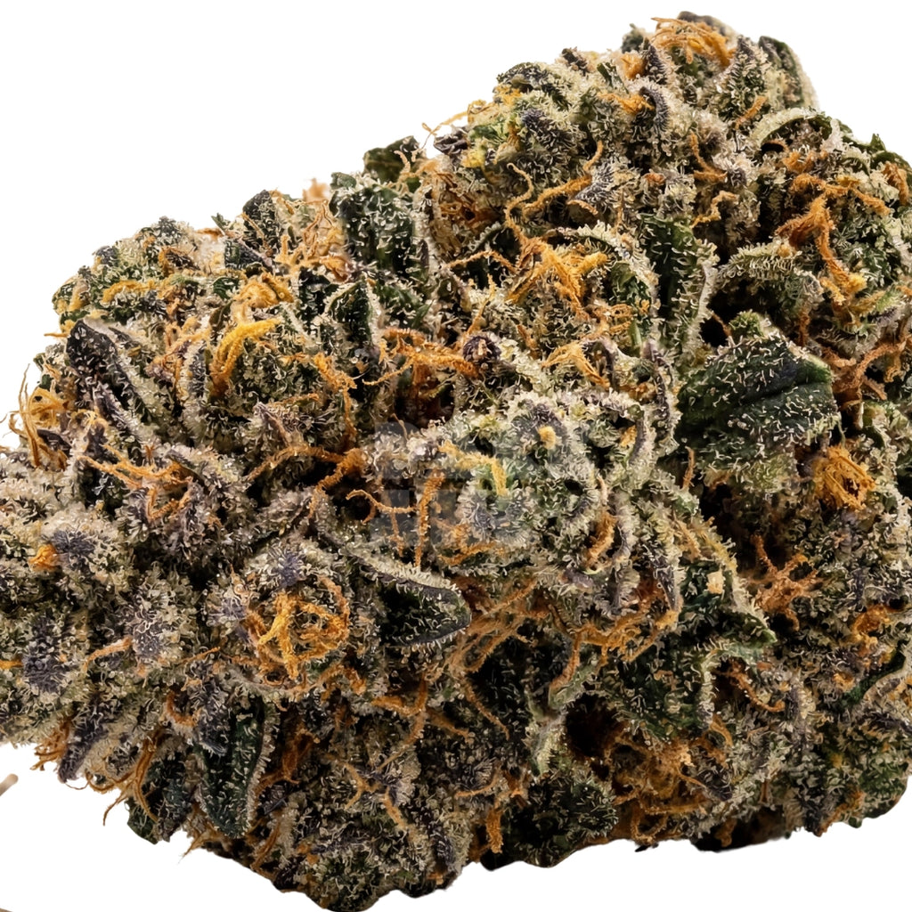 Early Skunk x Rosetta Stone (fem)