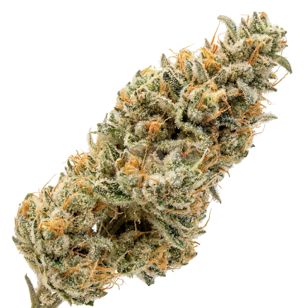 Bud showcase 4