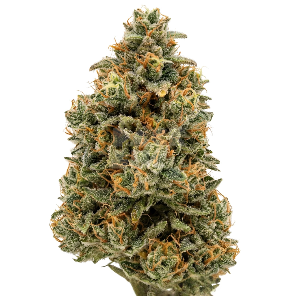 Bud showcase 4