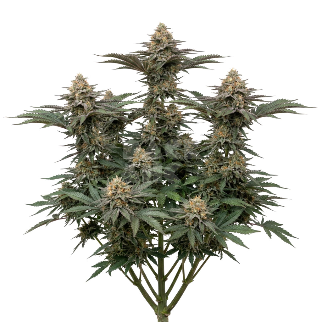 Bud showcase 3