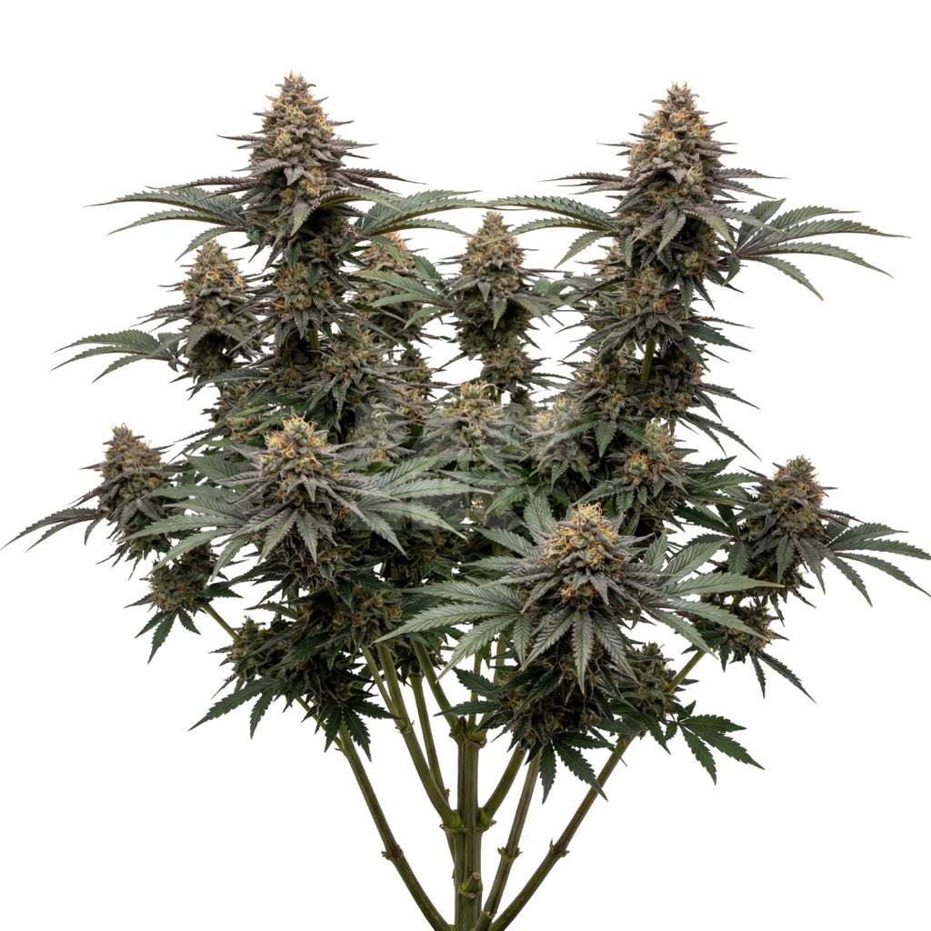 Bud showcase 1