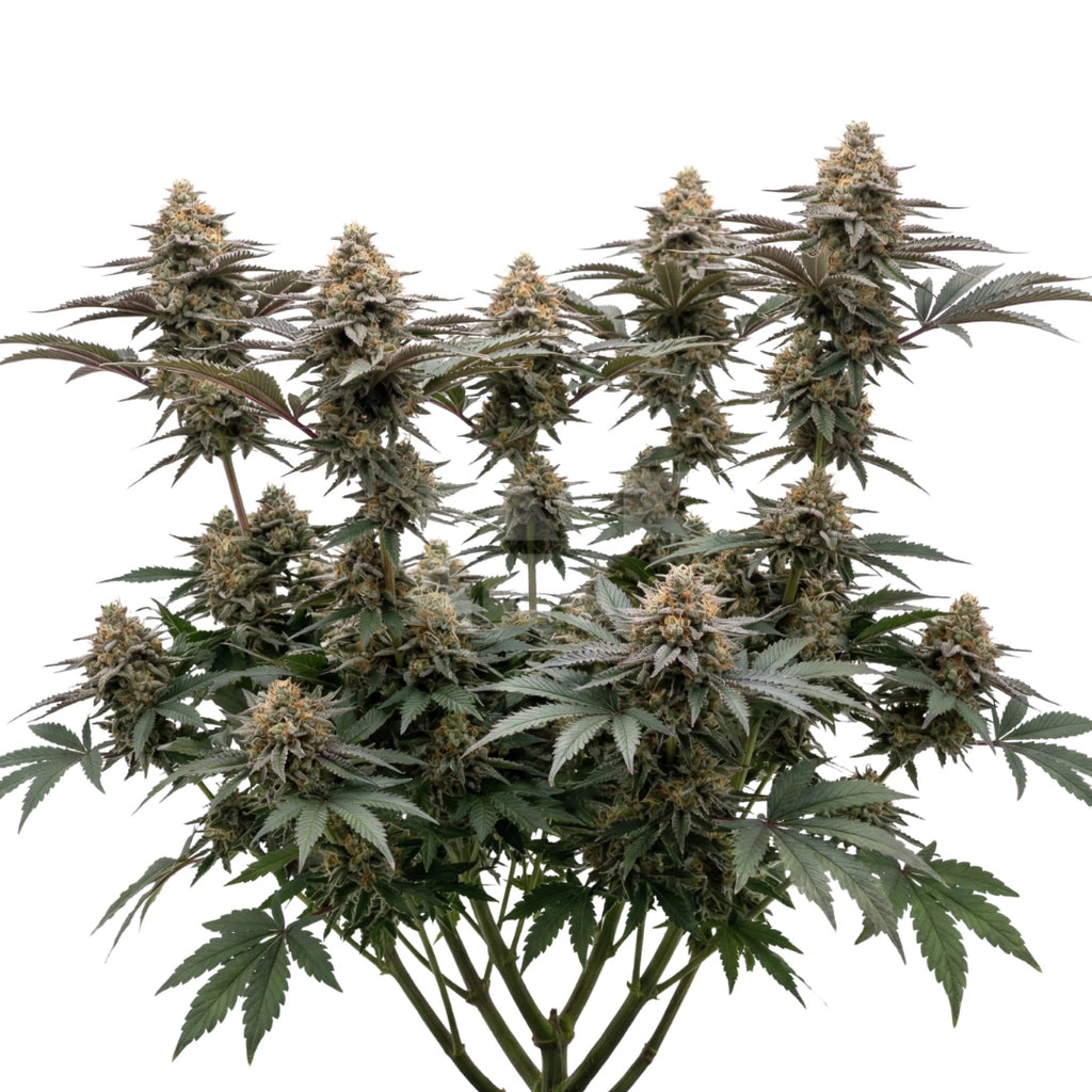 Bud showcase 3
