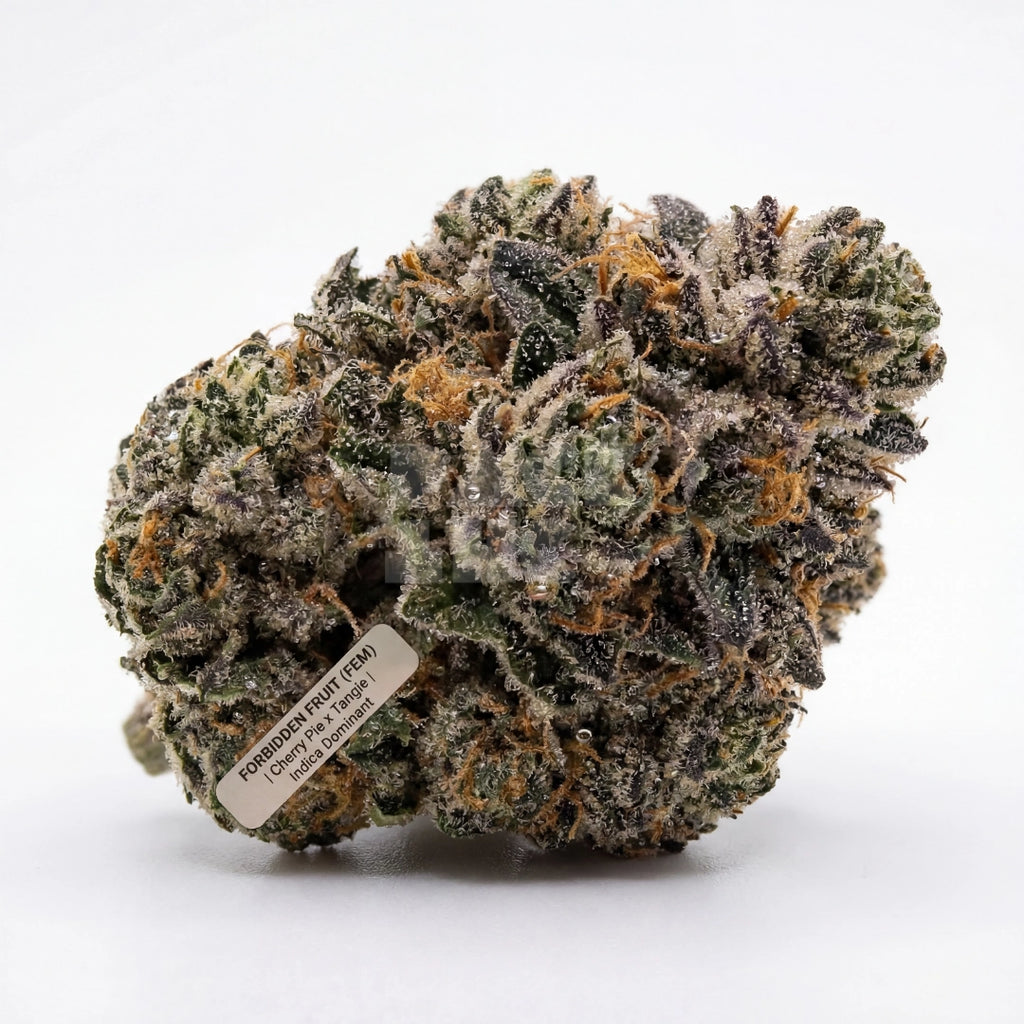 Bud showcase 1