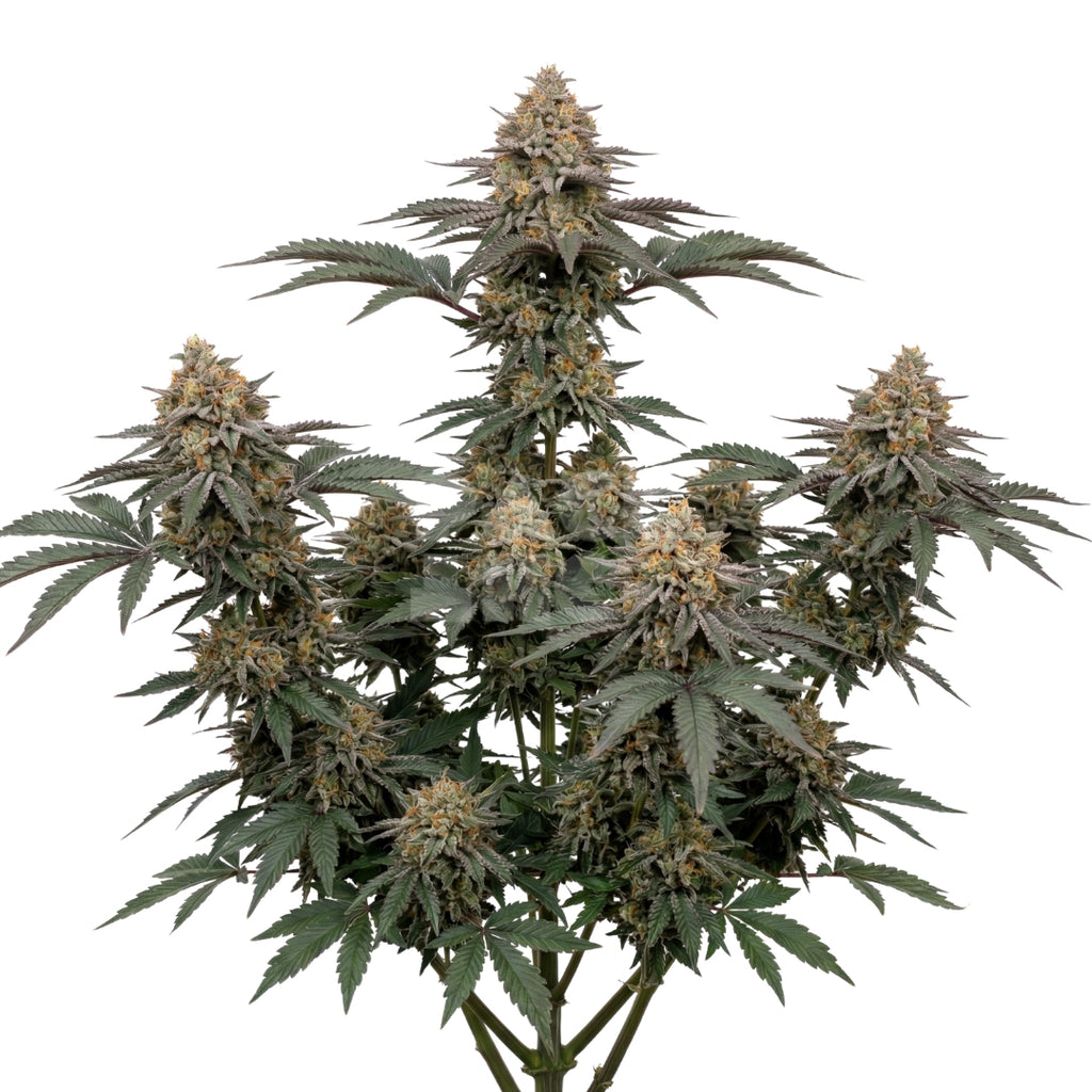 Bud showcase 2