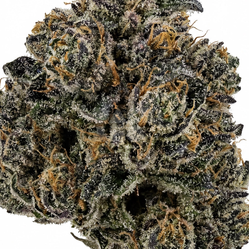 Frosty Blue OG (fem)