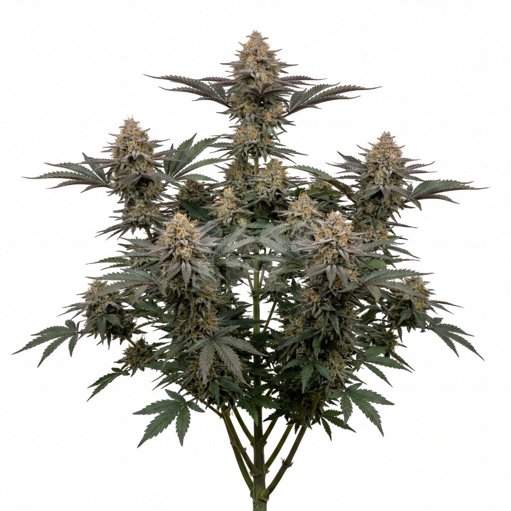 Bud showcase 4