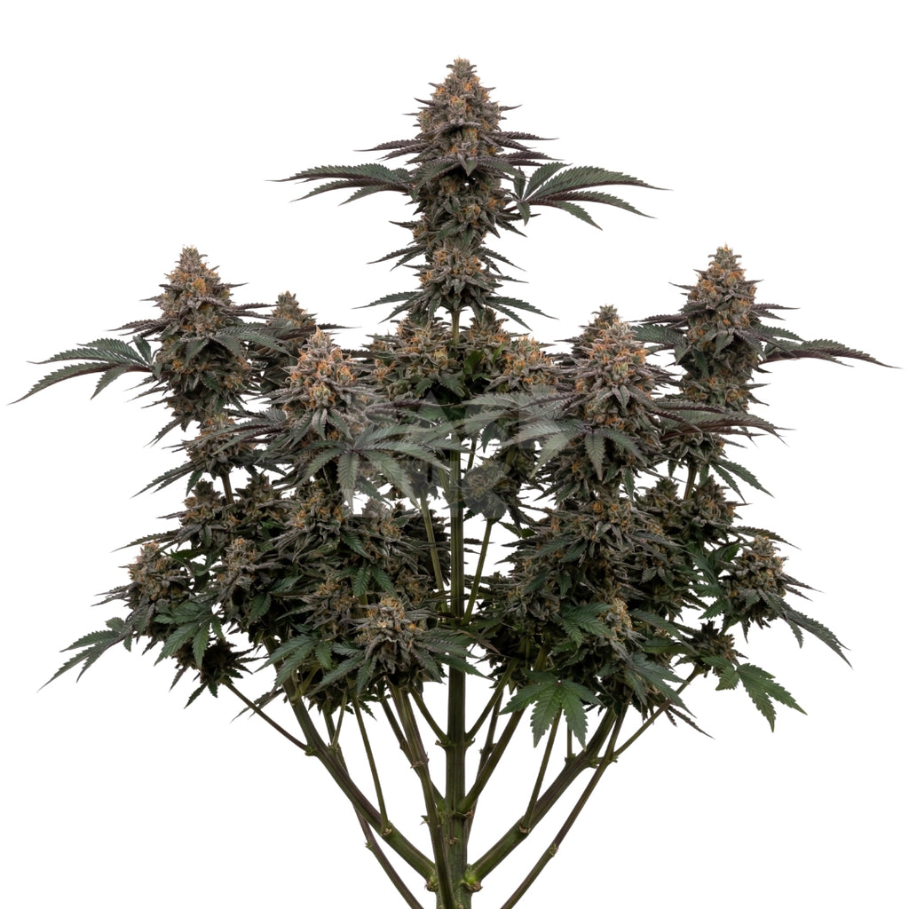 Bud showcase 1