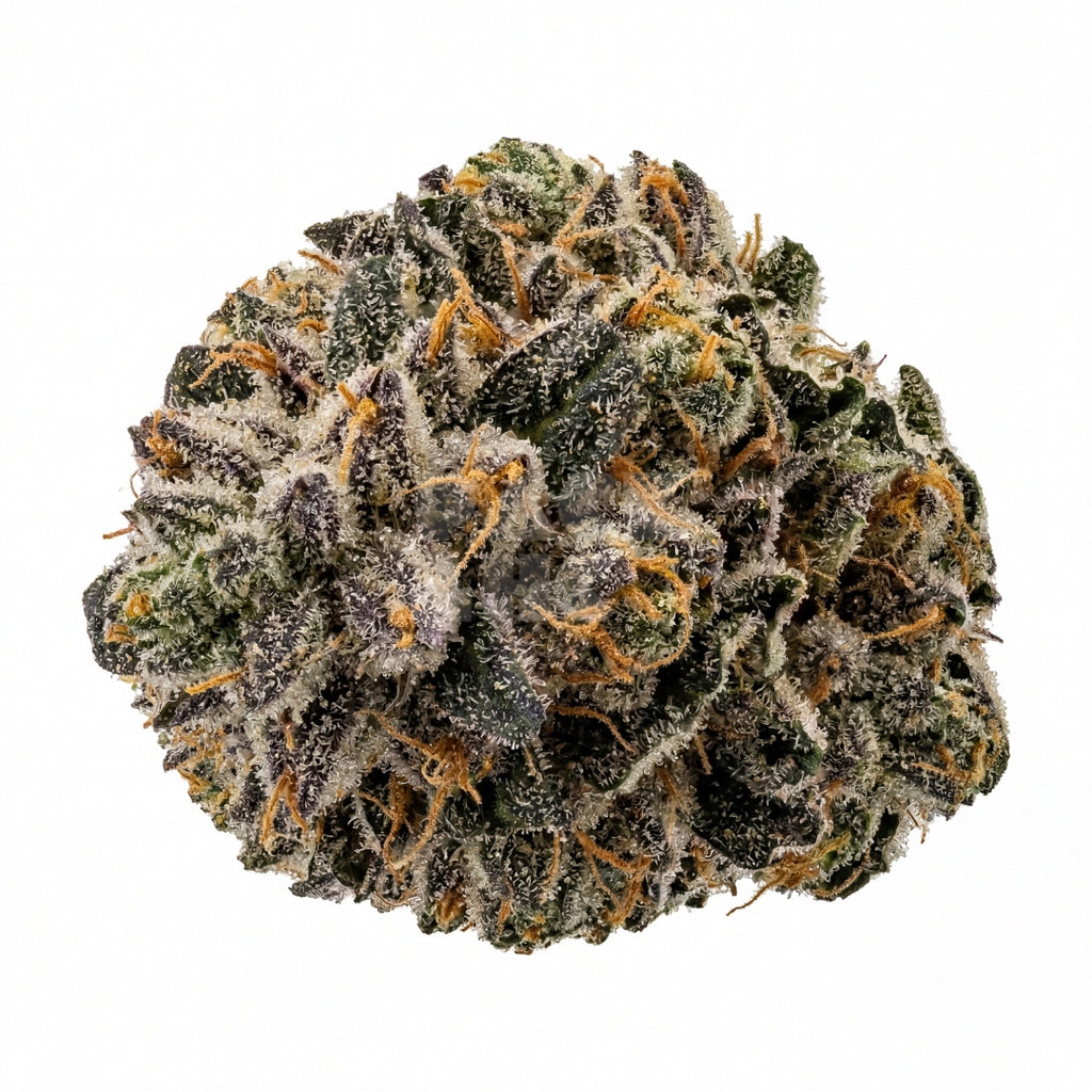 G13 (fem)